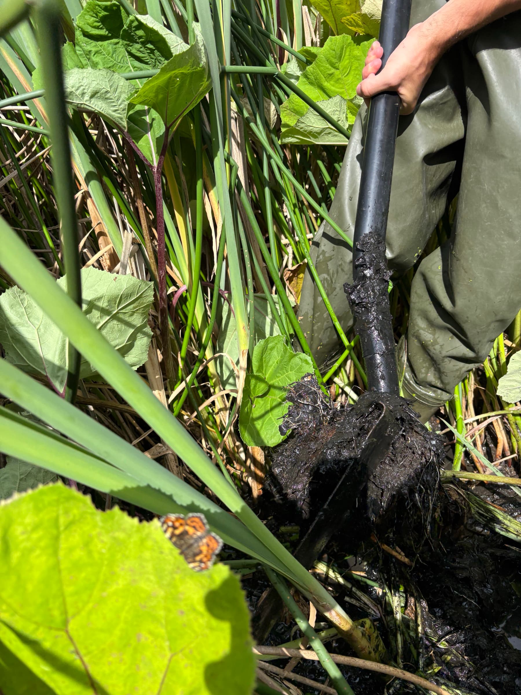 Mud and wetland plants during field collection for the MudBottle project